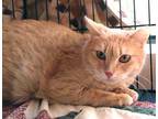 Adopt Ronda a Tan or Fawn Domestic Shorthair / Domestic Shorthair / Mixed cat in
