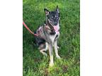Adopt Coco a Brown/Chocolate - with Tan Norwegian Elkhound / Mixed dog in Sharon