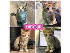 Adopt Ladybug a Brown Tabby Domestic Shorthair (short coat) cat in New Milford