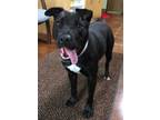 Adopt Madelyn a Black Mixed Breed (Large) / Mixed dog in Monroe, WI (34727178)
