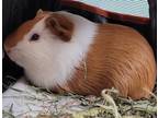 Adopt Tuffy A Guinea Pig Small Animal In Sioux City, IA (34727177)