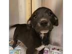 Adopt Tater a Black Pit Bull Terrier / Mixed dog in Cumberland, RI (34727237)
