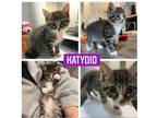 Adopt Katydid a Brown Tabby Domestic Shorthair (short coat) cat in New Milford