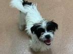 Adopt Lucky a White Shih Tzu / Cairn Terrier / Mixed dog in Boulder