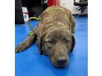 Adopt 50234816 a Brindle German Shorthaired Pointer / Mixed dog in Lancaster