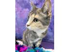 Adopt Violet a Domestic Shorthair / Mixed cat in Anoka, MN (34727146)