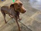 Adopt *DILL a Brown/Chocolate Mixed Breed (Medium) / Mixed dog in Ocala
