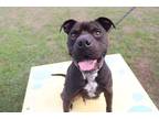 Adopt BOBBY a Black - with White Shar Pei / Mixed dog in Ocala, FL (34726367)