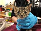 Adopt NIKOLA a Brown Tabby Domestic Shorthair / Mixed (short coat) cat in