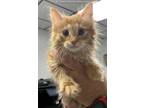 Adopt LUCIAN a Orange or Red Tabby Domestic Longhair / Mixed (long coat) cat in