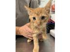 Adopt ALASTAIR a Orange or Red Tabby Domestic Shorthair / Mixed (short coat) cat