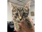 Adopt ELOISE a Brown Tabby Domestic Shorthair / Mixed (short coat) cat in