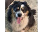 Adopt Kya a Tricolor (Tan/Brown & Black & White) Australian Shepherd / Mixed dog
