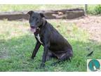 Adopt Lucile a Black Terrier (Unknown Type, Small) / Mixed dog in Walterboro