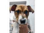 Adopt Belle a White Beagle / Mixed Breed (Medium) / Mixed dog in Beatrice
