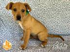 Adopt JOY a Tan/Yellow/Fawn Labrador Retriever / Mixed dog in Irvine