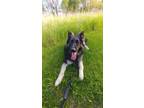 Adopt Lobo a Black Mixed Breed (Large) / Mixed dog in Monroe, WI (34726601)