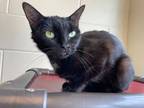 Adopt Splish a Domestic Shorthair / Mixed cat in Concord, NH (34726703)