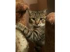 Adopt Avery a Spotted Tabby/Leopard Spotted Domestic Shorthair / Mixed cat in