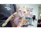 Adopt Poptart a Orange or Red Domestic Shorthair / Domestic Shorthair / Mixed