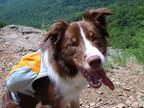 Adopt River a Brown/Chocolate - with White Border Collie / Australian Shepherd /