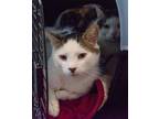 Adopt Dude a Brown Tabby Domestic Shorthair (short coat) cat in New York