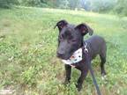 Adopt Scout a Black Retriever (Unknown Type) / Mixed dog in Walpole