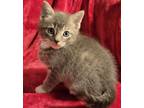 Adopt ANTONIO a Gray, Blue or Silver Tabby Domestic Shorthair (short coat) cat