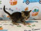 Adopt a Brown Tabby Domestic Shorthair / Mixed (short coat) cat in Agoura