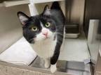 Adopt ELLA a Black & White or Tuxedo Domestic Shorthair / Mixed (short coat) cat