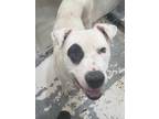 Adopt Max A White Mixed Breed (Large) / Mixed Dog In Aransas Pass, TX (34726077)