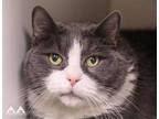 Adopt Trouble a Gray or Blue Domestic Shorthair / Domestic Shorthair / Mixed cat