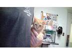 Adopt Missile Launcher a Orange or Red Domestic Shorthair / Domestic Shorthair /