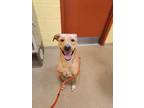 Adopt Jake a Tan/Yellow/Fawn Labrador Retriever / Mixed dog in Sanford