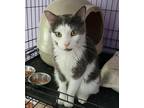 Adopt Thomas O'Malley a Domestic Shorthair / Mixed cat in Phillipsburg