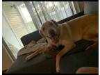 Adopt Logan a Tan/Yellow/Fawn Labrador Retriever / Mixed dog in Chesterfield
