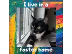 Adopt Rhubarb a All Black Domestic Shorthair / Domestic Shorthair / Mixed cat in