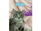 Adopt Wes a Gray or Blue Domestic Shorthair / Domestic Shorthair / Mixed cat in