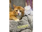 Adopt Mattie a Orange or Red Domestic Shorthair / Domestic Shorthair / Mixed cat