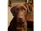 Adopt Bullwinkle ("Bully") a Brown/Chocolate Labrador Retriever / Mixed dog in