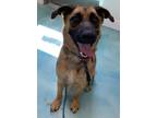 Adopt Bandit A German Shepherd Dog / Labrador Retriever / Mixed Dog In Corpus
