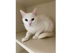 Adopt Snowball a Domestic Shorthair / Mixed cat in Concord, NH (34725550)