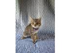 Adopt Kit Kat A Domestic Shorthair / Mixed Cat In Salisbury, MD (34725519)