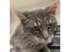 Adopt Paige a Domestic Shorthair / Mixed cat in Sheboygan, WI (34725517)