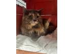 Adopt Smokey a Domestic Longhair / Mixed (short coat) cat in Bloomington