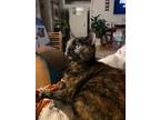 Adopt Sammy Jo a Domestic Shorthair / Mixed (short coat) cat in Bloomington