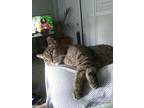 Adopt Polly a Domestic Shorthair / Mixed (short coat) cat in Bloomington