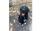 Adopt Nola a Black Retriever (Unknown Type) / Mixed dog in Moncks Corner