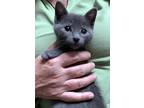 Adopt BRUNO a Gray or Blue Domestic Shorthair (short coat) cat in Northwood