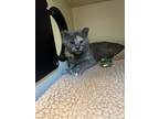 Adopt Tilda a Domestic Shorthair / Mixed (short coat) cat in Bloomington